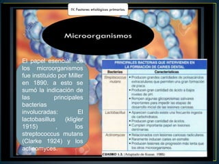 El papel esencial de
los microorganismos
fue instituido por Miller
en 1890. a esto se
sumó la indicación de
las principales
bacterias
involucradas: El
lactobasillus (kligler
1915) , los
streptococcus mutans
(Clarke 1924) y los
actinomyces.
 