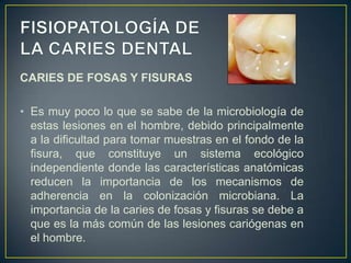 CARIES DE FOSAS Y FISURAS
• Es muy poco lo que se sabe de la microbiología de
estas lesiones en el hombre, debido principalmente
a la dificultad para tomar muestras en el fondo de la
fisura, que constituye un sistema ecológico
independiente donde las características anatómicas
reducen la importancia de los mecanismos de
adherencia en la colonización microbiana. La
importancia de la caries de fosas y fisuras se debe a
que es la más común de las lesiones cariógenas en
el hombre.
 
