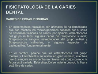CARIES DE FOSAS Y FISURAS
• En experimentos realizados con animales se ha demostrado
que son muchos los microorganismos capaces por si solos
de desarrollar lesiones de caries, por ejemplo: estreptococos
del grupo mutans; algunas cepas de Streptococcus mitis;
Streptococcus sanguis; estreptococos del grupo milleri y
Streptococcus salivarius; y algunas especies de
Lactobacillus, fundamentalmente.
• En el hombre, parece que los estreptococos del grupo
mutans y Lactobacillus se aíslan en gran número, mientras
que S. sanguis se encuentra en niveles más bajos cuando la
fisura está cariada. Esta situación se invierte cuando la fisura
está libre de caries.
 