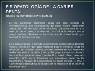 CARIES EN SUPERFICIES PROXIMALES
• En las superficies proximales existe una gran variedad de
microorganismos. Los estreptococos del grupo mutans representan
menos del 10% del total de la microbiota cultivable anterior a la
detección de la caries, y su relación con la iniciación del proceso es
menos evidente. También se ha observado la presencia de gran
cantidad de Actinomyces spp.
• En la placa proximal, a menudo dominando los estreptococos del grupo
mutans. Parece ser que estas bacterias pueden aumentar antes del
desarrollo de la lesión cariosa, aunque también se han observado
niveles moderados de estreptococos del grupo mutans asociados a
Lactobacillus, especialmente Lactobacillus casei. Sean detectado
aumentos, tanto en la frecuencia de aislamiento, como en las
proporciones relativas de estreptococos del grupo mutans, L. casei y
Actinomyces odontolyticus asociados con la progresión de la lesión es
superficies lisas.
 