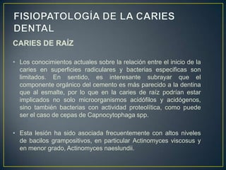 CARIES DE RAÍZ
• Los conocimientos actuales sobre la relación entre el inicio de la
caries en superficies radiculares y bacterias especificas son
limitados. En sentido, es interesante subrayar que el
componente orgánico del cemento es más parecido a la dentina
que al esmalte, por lo que en la caries de raíz podrían estar
implicados no solo microorganismos acidófilos y acidógenos,
sino también bacterias con actividad proteolítica, como puede
ser el caso de cepas de Capnocytophaga spp.
• Esta lesión ha sido asociada frecuentemente con altos niveles
de bacilos grampositivos, en particular Actinomyces viscosus y
en menor grado, Actinomyces naeslundii.
 