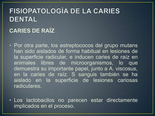 CARIES DE RAÍZ
• Por otra parte, los estreptococos del grupo mutans
han sido aislados de forma habitual en lesiones de
la superficie radicular, e inducen caries de raíz en
animales libres de microorganismos, lo que
demuestra su importante papel, junto a A. viscosus,
en la caries de raíz. S sanguis también se ha
aislado en la superficie de lesiones cariosas
radiculares.
• Los lactobacilos no parecen estar directamente
implicados en el proceso.
 