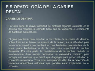 CARIES DE DENTINA
• Por otra parte, la mayor cantidad de material orgánico existente en la
dentina con respecto al esmalte hace que se favorezca el crecimiento
de bacterias proteolíticas.
• El gran problema para estudiar la microbiota de la caries de dentina,
sobre todo en el frente de avance de la lesión, es la dificultad para
tomar una muestra sin contaminar con bacterias procedentes de la
boca, placa bacteriana, o de la capa más superficial de dentina
destruida. Por otra parte, la consistencia de la dentina cariada es
relativamente dura siendo necesario un excavador metálico para
recoger una muestra que habrá que disgregar para poder estudiar su
contenido microbiano. Toda esta manipulación dificulta la detección de
bacterias anaerobias estrictas, que podrían estar implicadas en el
proceso.
 