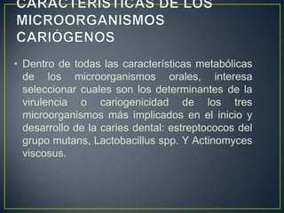 • Dentro de todas las características metabólicas
de los microorganismos orales, interesa
seleccionar cuales son los determinantes de la
virulencia o cariogenicidad de los tres
microorganismos más implicados en el inicio y
desarrollo de la caries dental: estreptococos del
grupo mutans, Lactobacillus spp. Y Actinomyces
viscosus.
 