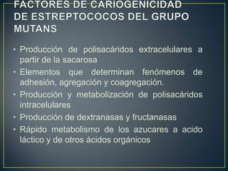 • Producción de polisacáridos extracelulares a
partir de la sacarosa
• Elementos que determinan fenómenos de
adhesión, agregación y coagregación.
• Producción y metabolización de polisacáridos
intracelulares
• Producción de dextranasas y fructanasas
• Rápido metabolismo de los azucares a acido
láctico y de otros ácidos orgánicos
 