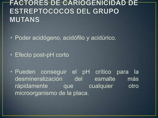 • Poder acidógeno, acidófilo y acidúrico.
• Efecto post-pH corto
• Pueden conseguir el pH crítico para la
desmineralización del esmalte más
rápidamente que cualquier otro
microorganismo de la placa.
 