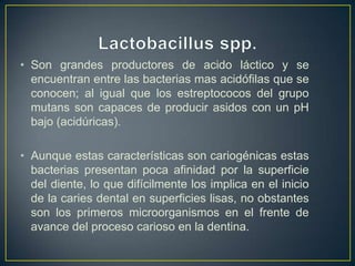 • Son grandes productores de acido láctico y se
encuentran entre las bacterias mas acidófilas que se
conocen; al igual que los estreptococos del grupo
mutans son capaces de producir asidos con un pH
bajo (acidúricas).
• Aunque estas características son cariogénicas estas
bacterias presentan poca afinidad por la superficie
del diente, lo que difícilmente los implica en el inicio
de la caries dental en superficies lisas, no obstantes
son los primeros microorganismos en el frente de
avance del proceso carioso en la dentina.
 