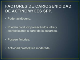 • Poder acidógeno.
• Pueden producir polisacáridos intra y
extracelulares a partir de la sacarosa.
• Poseen fimbrias.
• Actividad proteolítica moderada.
 