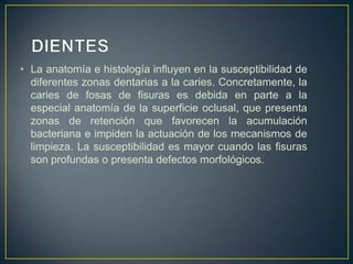 • La anatomía e histología influyen en la susceptibilidad de
diferentes zonas dentarias a la caries. Concretamente, la
caries de fosas de fisuras es debida en parte a la
especial anatomía de la superficie oclusal, que presenta
zonas de retención que favorecen la acumulación
bacteriana e impiden la actuación de los mecanismos de
limpieza. La susceptibilidad es mayor cuando las fisuras
son profundas o presenta defectos morfológicos.
 