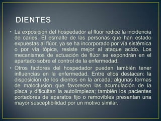 • La exposición del hospedador al flúor redice la incidencia
de caries. El esmalte de las personas que han estado
expuestas al flúor, ya se ha incorporado por vía sistémica
o por vía tópica, resiste mejor al ataque acido. Los
mecanismos de actuación de flúor se expondrán en el
apartado sobre el control de la enfermedad.
• Otros factores del hospedador pueden también tener
influencias en la enfermedad. Entre ellos destacan: la
disposición de los dientes en la arcada; algunas formas
de maloclusion que favorecen las acumulación de la
placa y dificultan la autolimpieza; también los pacientes
portadores de aparatos fijo o removibles presentan una
mayor susceptibilidad por un motivo similar.
 