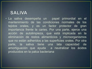 • La saliva desempeña un papel primordial en el
mantenimiento de las condiciones normales de los
tejidos orales, y es un factor protector de gran
importancia frente la caries. Por una parte, ejerce una
acción de autolimpieza, que está implicada en la
eliminación de restos alimenticios y microorganismos
que no están adheridos a las superficies orales. Por otra
parte, la saliva tiene una lata capacidad de
amortiguación que ayuda a neutralizar los ácidos
producidos en la palca bacteriana
 