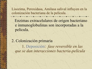 Lisozima, Peroxidasa, Amilasa salival influyen en la colonización bacteriana de la película. Enzimas extracelulares de origen bacteriano e inmunoglobulinas son incorporadas a la película. 2. Colonización primaria  1.  Deposición :  fase reversible en las que se dan interacciones bacteria-película 