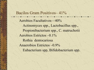 Bacilos Gram Positivos– 41% Aerobios Facultativos—40% Actinomyces spp., Lactobacillus spp., Propionibacterium spp., C. matruchotii Aerobios Estrictos –0.1% Rothia  dentocariosa Anaerobios Estrictos –0.9% Eubacterium spp, Bifidobacterium spp.  