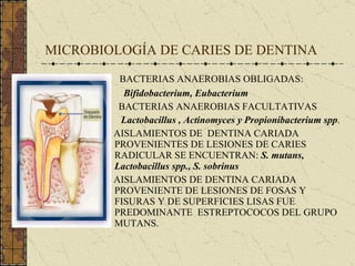 MICROBIOLOGÍA DE CARIES DE DENTINA BACTERIAS ANAEROBIAS OBLIGADAS: Bifidobacterium, Eubacterium BACTERIAS ANAEROBIAS FACULTATIVAS Lactobacillus , Actinomyces y Propionibacterium spp . AISLAMIENTOS DE  DENTINA CARIADA PROVENIENTES DE LESIONES DE CARIES RADICULAR SE ENCUENTRAN:  S. mutans, Lactobacillus spp., S. sobrinus AISLAMIENTOS DE DENTINA CARIADA PROVENIENTE DE LESIONES DE FOSAS Y FISURAS Y DE SUPERFICIES LISAS FUE PREDOMINANTE  ESTREPTOCOCOS DEL GRUPO MUTANS. 