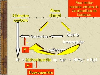 Mecanismos de acción del flúor (I) H +   +  hidroxiapatita      Ca ++  +  HPO 4 --   + H 2 O Bacterias Placa dental adherencia Matriz  intercelular Hidratos carbono fluoroapatita F - F - - Fluor inhibe enolasa ,enzima de vía glucolítica de bacterias 