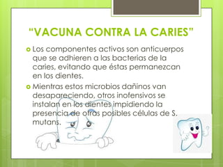 “VACUNA CONTRA LA CARIES”
 Los componentes activos son anticuerpos
  que se adhieren a las bacterias de la
  caries, evitando que éstas permanezcan
  en los dientes.
 Mientras estos microbios dañinos van
  desapareciendo, otros inofensivos se
  instalan en los dientes impidiendo la
  presencia de otras posibles células de S.
  mutans.
 