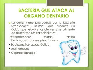 BACTERIA QUE ATACA AL
        ORGANO DENTARIO
 La caries viene provocada por la bacteria
  Streptococcus mutans, que produce un
  ácido que recubre los dientes y se alimenta
  de azúcar y otros carbohidratos.
•Streptococcus            mutans-       ácido
  láctico, dextranasas y fructanasas.
• Lactobacillus- ácido láctico.
• Actinomyces
• Capnocitophaga-
 