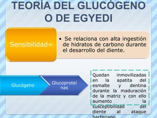 TEORÍA DEL GLUCÓGENOO DE EGYEDIQuedan inmovilizadas en la apatita del esmalte y dentina durante la maduración de la matriz y con ello aumento la susceptibilidad del diente al ataque bacteriano.