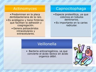  Sintetizan polisacáridos extracelulares e intracelulares a partir de la sacarosa.