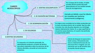 CAMBIOS
MICROSCÓPICOS Z. DENTINA DESCOMPUESTA
Z. DE INVASIÓN BACTERIANA
Z. DE DESMINERALIZACIÓN
Z. DE ESCLEROSIS
Z.DENTINA SECUNDARIA
Por el ataque de los ácidos, el tejido
esmalte-dentina queda desunido
desarrollando así una cavidad careada
llena de microrganismos.
Llamada así debido a que los túbulos
son invadidos por bacterias
(comúnmente acidógenas).
Se origina como resultado de los ácidos producidos por
la masa microbiana dentro de la cavidad. Aquí las sales
minerales han sido disueltas dejando una morfología
tubular relativamente intacta. En su capa superficial se
encuentran pocas bacterias, en la parte mas profunda
es mayormente estéril.
Intento de bloquear el avance de la
lesión cariosa. Clínicamente esta
zona es relativamente dura de una
estructura fina e irregular, con una
coloración que va del amarillo claro
al amarillo marrón obscuro.
En respuesta a la irritación provocada, los
odontoblastos producen un botón de dentina
secundaria reparadora sobre los extremos de los
túbulos afectados, actuando así como barrera
protectora.
 