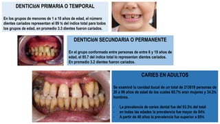-
DENTICIóN SECUNDARIA O PERMANENTE
En el grupo conformado entre personas de entre 6 y 19 años de
edad, el 85.7 del índice total lo representan dientes cariados.
En promedio 3.2 dientes fueron cariados.
DENTICIóN PRIMARIA O TEMPORAL
En los grupos de menores de 1 a 10 años de edad, el número
dientes cariados representan el 89 % del índice total para todos
los grupos de edad, en promedio 3.3 dientes fueron cariados.
CARIES EN ADULTOS
Se examinó la cavidad bucal de un total de 213619 personas de
20 a 99 años de edad de los cuales 65.7% eran mujeres y 34.3%
hombres.
- La prevalencia de caries dental fue del 93.3% del total
- en todas las edades la prevalencia fue mayor de 84%
- A partir de 40 años la prevalencia fue superior a 95%
 