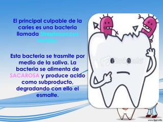 El principal culpable de la
caries es una bacteria
llamada Streptococcus
mutans.
Esta bacteria se trasmite por
medio de la saliva. La
bacteria se alimenta de
SACAROSA y produce acido
como subproducto,
degradando con ello el
esmalte.

 