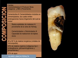 Celulas:
-Cementoblastos Producen fibras
colagenos y MEC (Precemento)
Cementocitos Cementoblastos incluidos en
cementoplastos, las cuales emiten
prolongaciones hacia el ligamento del cual se
nutren
Restos epiteliales de malassez
proveniente de la vaina de Hertwig
Cementoclastos u Odontoclastos
Capacidad de reabsorcion de tejidos
duros
46 a 50 % de materia inorgánica (cristales de
hidroxiapatita).
22% de materia orgánica (colágenas tipo l,
proteoglicanos, glicosaminoglicanos y
glicoproteínas.)
32% de agua
ALVARO LIMACHI PERALTA
 