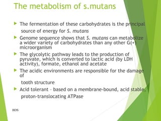 The metabolism of s.mutans
 The fermentation of these carbohydrates is the principal
source of energy for S. mutans
 Genome sequence shows that S. mutans can metabolize
a wider variety of carbohydrates than any other G(+)
microorganism
 The glycolytic pathway leads to the production of
pyruvate, which is converted to lactic acid (by LDH
activity), formate, ethanol and acetate
 The acidic environments are responsible for the damage
of
tooth structure
 Acid tolerant – based on a membrane-bound, acid stable,
proton-translocating ATPase
BDS
 