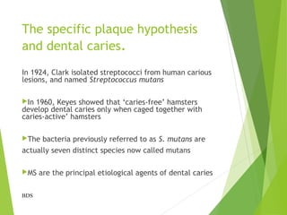 The specific plaque hypothesis
and dental caries.
In 1924, Clark isolated streptococci from human carious
lesions, and named Streptococcus mutans
In 1960, Keyes showed that ‘caries-free’ hamsters
develop dental caries only when caged together with
caries-active’ hamsters
The bacteria previously referred to as S. mutans are
actually seven distinct species now called mutans
MS are the principal etiological agents of dental caries
BDS
 