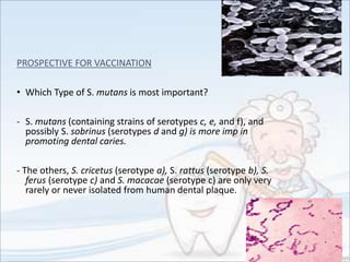 PROSPECTIVE FOR VACCINATION
• Which Type of S. mutans is most important?
- S. mutans (containing strains of serotypes c, e, and f), and
possibly S. sobrinus (serotypes d and g) is more imp in
promoting dental caries.
- The others, S. cricetus (serotype a), S. rattus (serotype b), S.
ferus (serotype c) and S. macacae (serotype c) are only very
rarely or never isolated from human dental plaque.
 