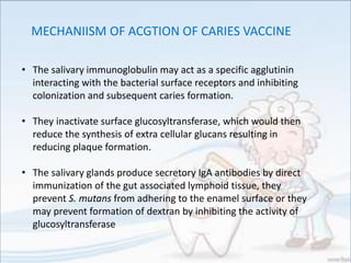 • The salivary immunoglobulin may act as a specific agglutinin
interacting with the bacterial surface receptors and inhibiting
colonization and subsequent caries formation.
• They inactivate surface glucosyltransferase, which would then
reduce the synthesis of extra cellular glucans resulting in
reducing plaque formation.
• The salivary glands produce secretory IgA antibodies by direct
immunization of the gut associated lymphoid tissue, they
prevent S. mutans from adhering to the enamel surface or they
may prevent formation of dextran by inhibiting the activity of
glucosyltransferase
MECHANIISM OF ACGTION OF CARIES VACCINE
 