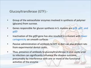 Glucosyltransferase (GTF):-
• Group of the extracellular enzymes involved in synthesis of polymer
(glucans) from sucrose.
• Genes responsible for glucan synthesis in S. mutans are gtfB, gtfC, and
gtfD
• Inactivation of the gtfD gene has also resulted in a mutant with lower
cariogenicity on smooth surfaces
• Passive administration of antibody to GTF in diet can also protect rats
from experimental dental caries.
• Thus, presence of antibody to glucosyltransferase in oral cavity prior
to infection can significantly influence the disease outcome,
presumably by interference with one or more of the functional
activities of the enzyme
 