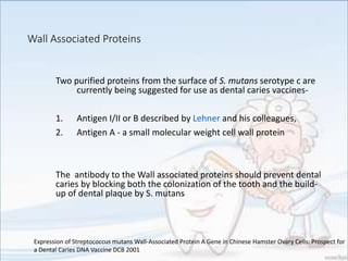 Wall Associated Proteins
Two purified proteins from the surface of S. mutans serotype c are
currently being suggested for use as dental caries vaccines-
1. Antigen I/II or B described by Lehner and his colleagues,
2. Antigen A - a small molecular weight cell wall protein
The antibody to the Wall associated proteins should prevent dental
caries by blocking both the colonization of the tooth and the build-
up of dental plaque by S. mutans
Expression of Streptococcus mutans Wall-Associated Protein A Gene in Chinese Hamster Ovary Cells: Prospect for
a Dental Caries DNA Vaccine DCB 2001
 