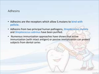 Adhesins
• Adhesins are the receptors which allow S.mutans to bind with
pellicle.
• Adhesins from two principal human pathogens, Streptococcus mutans
and Streptococcus sobrinus have been purified.
• Numerous immunization approaches have shown that active
immunization (with intact antigen) or passive immunization can protect
subjects from dental caries
 