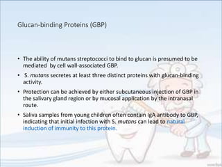 Glucan-binding Proteins (GBP)
• The ability of mutans streptococci to bind to glucan is presumed to be
mediated by cell wall-associated GBP.
• S. mutans secretes at least three distinct proteins with glucan-binding
activity.
• Protection can be achieved by either subcutaneous injection of GBP in
the salivary gland region or by mucosal application by the intranasal
route.
• Saliva samples from young children often contain IgA antibody to GBP,
indicating that initial infection with S. mutans can lead to natural
induction of immunity to this protein.
 