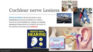 Comprehensive Overview of Cranial Nerves: Anatomy, Pathology, and ...