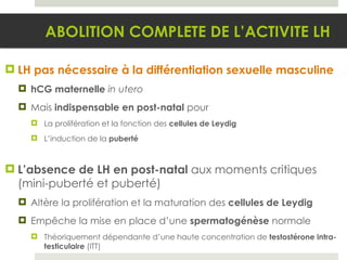 LH pas nécessaire à la différentiation sexuelle masculine hCG maternelle  in utero Mais  indispensable en post-natal  pour La prolifération et la fonction des  cellules de Leydig L’induction de la  puberté L’absence de LH en post-natal  aux moments critiques (mini-puberté et puberté) Altère la prolifération et la maturation des  cellules de Leydig Empêche la mise en place d’une  spermatogénèse  normale Théoriquement dépendante d’une haute concentration de  testostérone intra-testiculaire  (ITT) ABOLITION COMPLETE DE L’ACTIVITE LH 