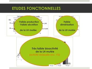ETUDES FONCTIONNELLES Faible production Faible sécrétion de la LH mutée Faible dimérisation de la LH mutée Très faible bioactivité de la LH mutée (activité résiduelle env. 1%)   40   g/L 60   g/L 120   g/L 