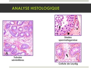Tubules séminifères Cellule de Leydig Stades spermatogenèse ANALYSE HISTOLOGIQUE 