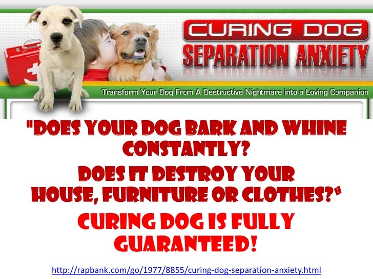 curing dog anxiety