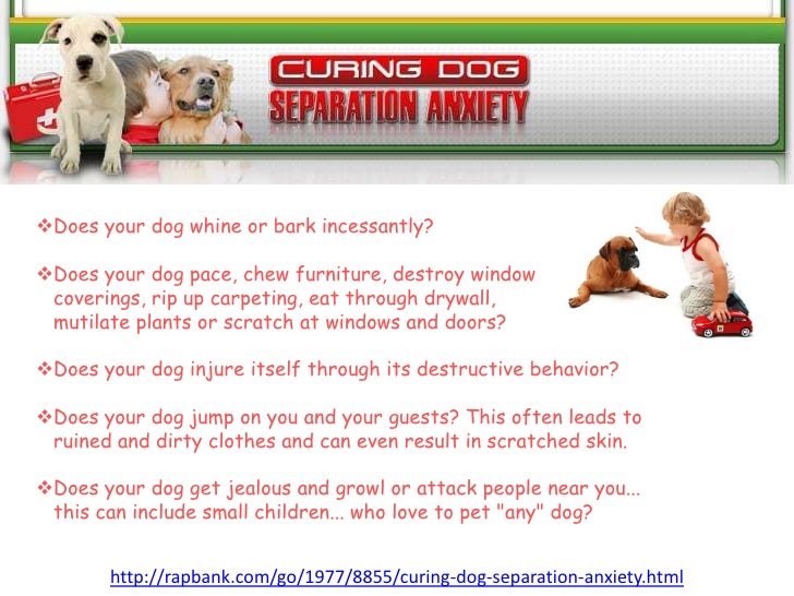 curing dog anxiety