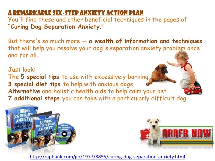 curing dog anxiety