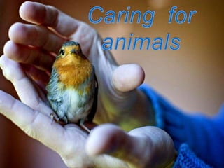 Caring for animals 