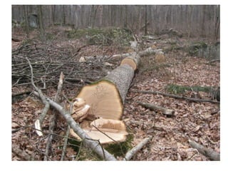 Caring for ecosystems