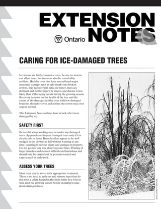 CARING FOR ICE-DAMAGED TREES
Ice storms are fairly common events. Severe ice storms
can affect trees, but trees can also be remarkably
resilient. Healthy trees that have not suffered major
structural damage, such as split trunks and broken
crowns, may recover with time. In winter, trees are
dormant and further injury by insects and disease is less
likely than if the injury occurs during the growing season.
Recovery depends on the health of the tree and the
extent of the damage; healthy trees with few damaged
branches should recover and in time the crown may even
appear normal.
This Extension Note outlines how to look after trees
damaged by ice.

SAFETY FIRST
Be careful when working near or under any damaged
trees. Approach and inspect damaged trees only if it is
clearly safe to do so. Branches that appear to be well
wedged in the crown can fall without warning at any
time, resulting in serious injury and damage to property.
Do not go near any tree close to power lines. Pruning of
large branches and stems is difficult and hazardous and
should only be carried out by persons trained and
experienced in such work.

Most trees can be saved with appropriate treatment.
There is no need to rush out and remove trees that do
not pose a safety hazard in the short-term. It is wise to
wait until the growing season before deciding to take
down damaged trees.

photo courtesy of Steve Day

ASSESS YOUR TREES

 