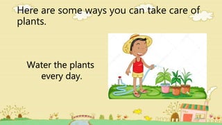 Here are some ways you can take care of
plants.
Water the plants
every day.
 