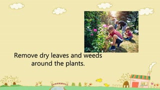 Remove dry leaves and weeds
around the plants.
 