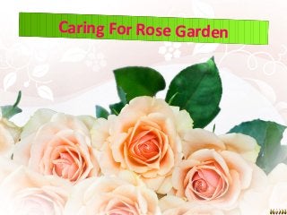 Caring For Rose GardenCaring For Rose Garden
 