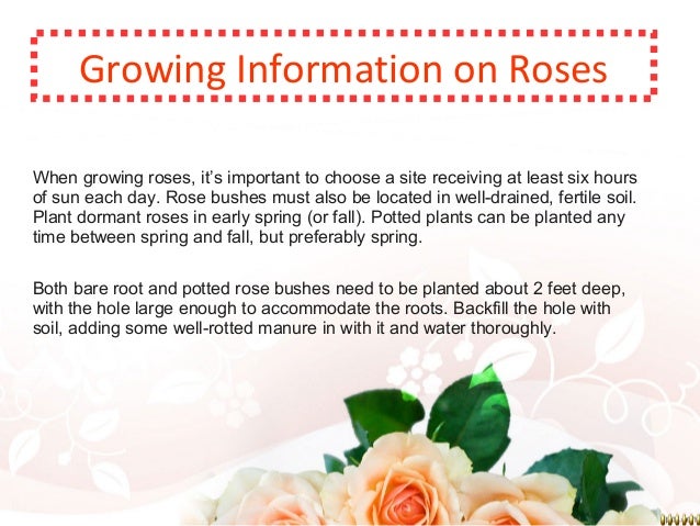 caring for rose garden plants galore online caring for rose garden plants galore online