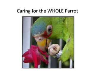 Caring for the WHOLE Parrot
 